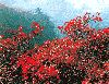 xiangshan-red-leaves.gif